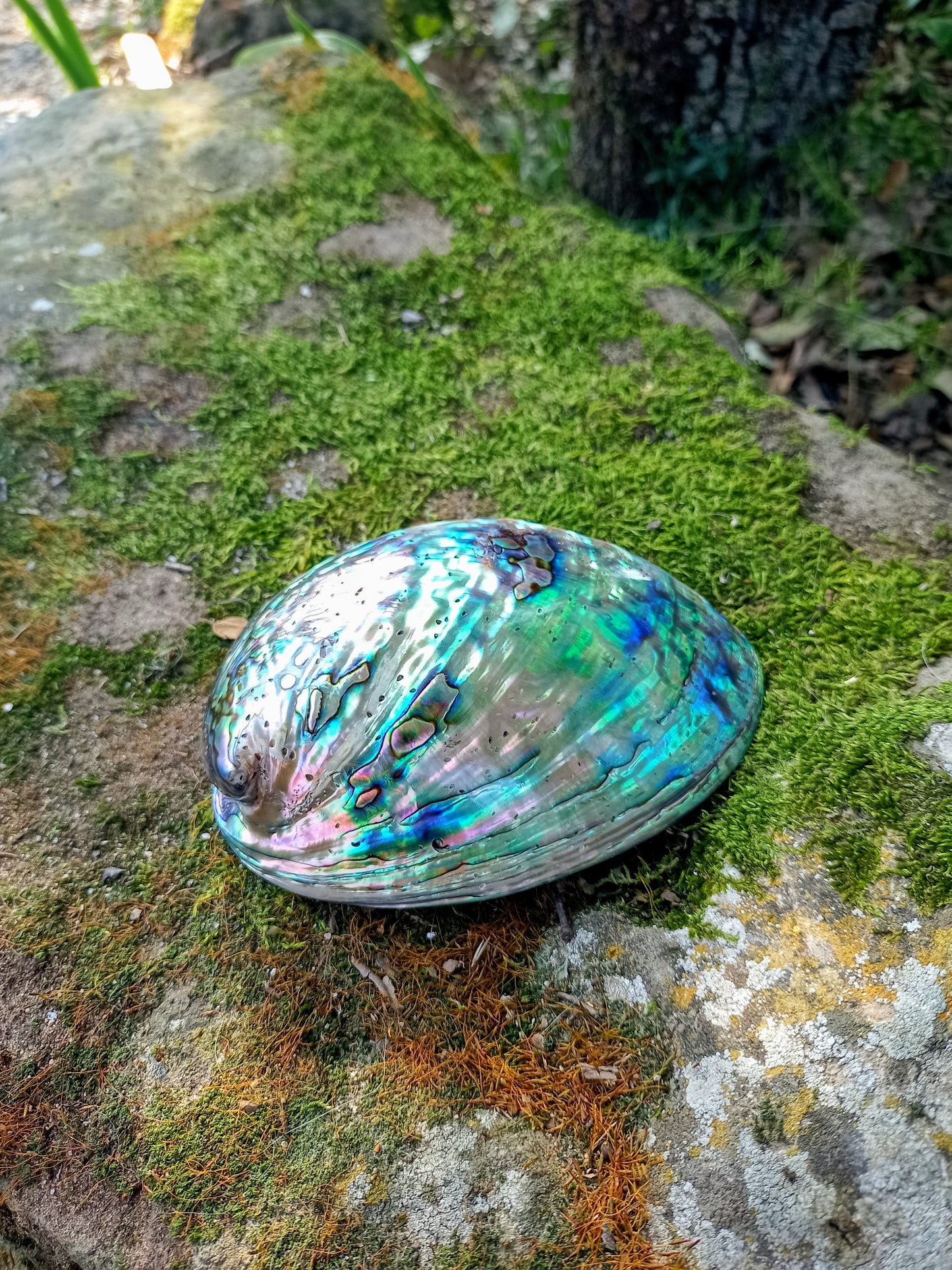 Abalone Shell