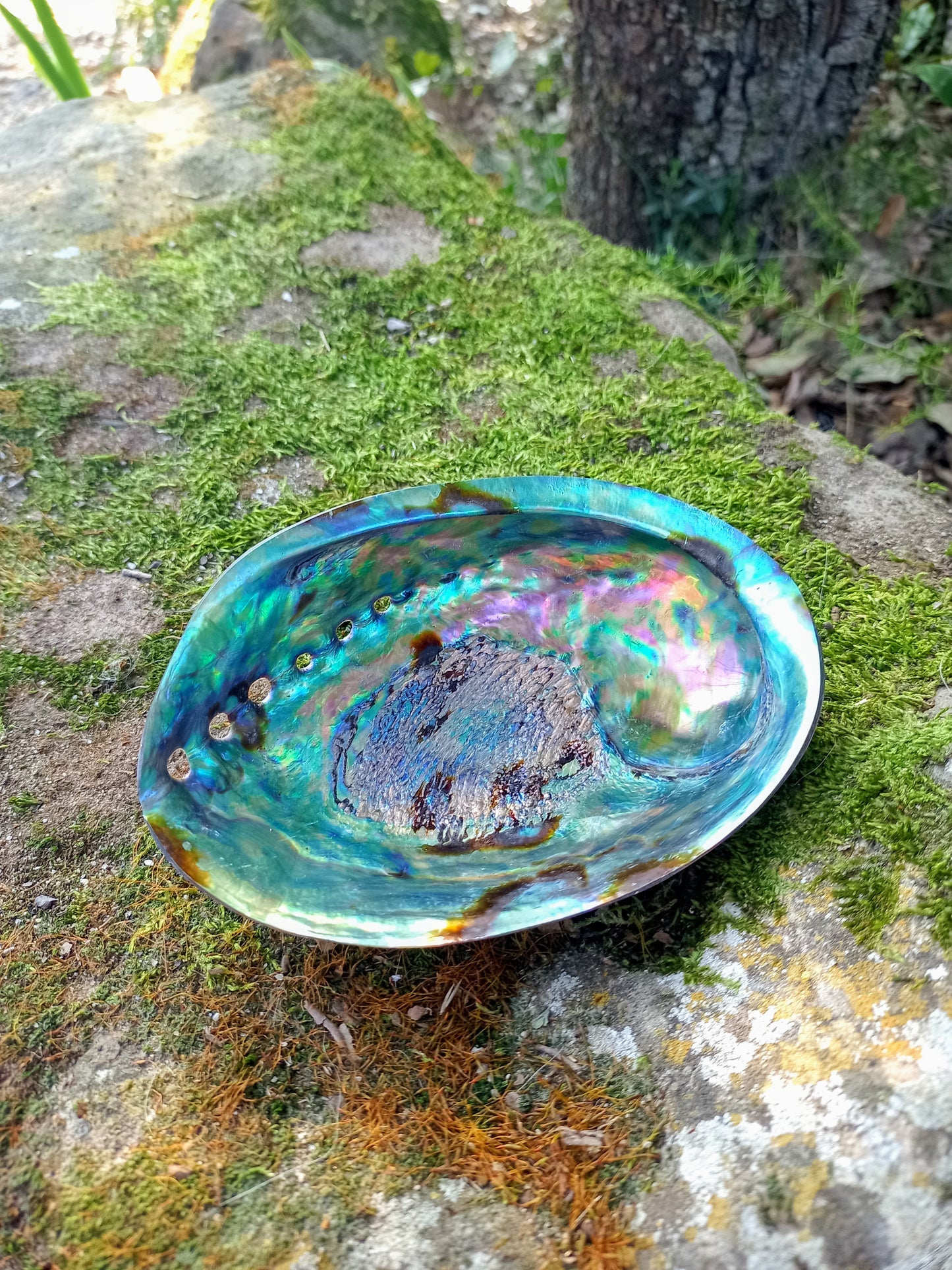 Abalone Shell