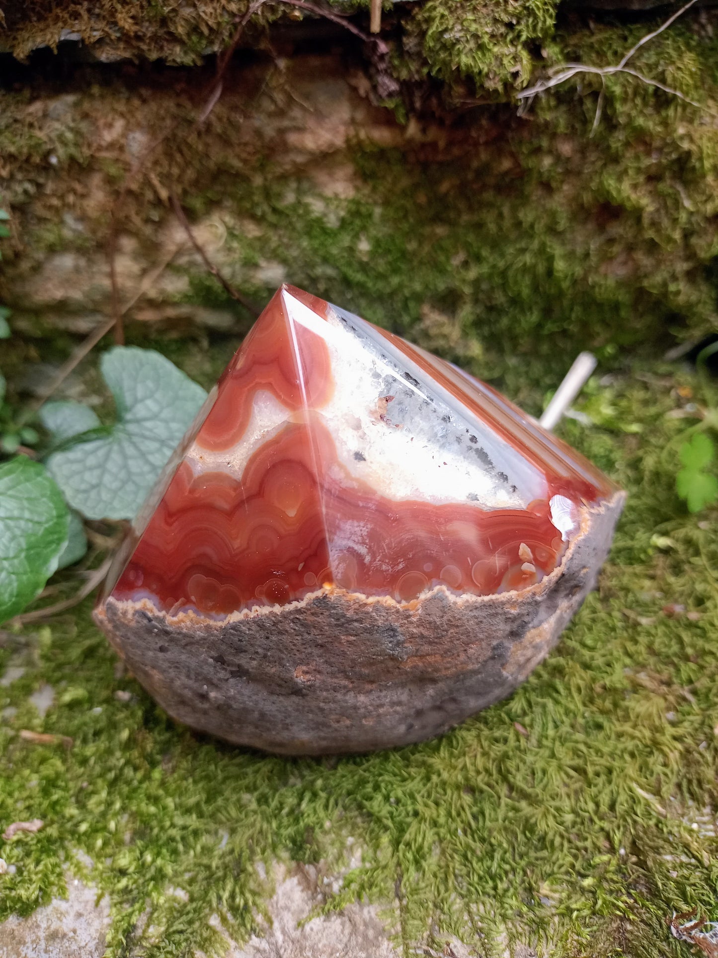Raw and polished tip in Red Agate