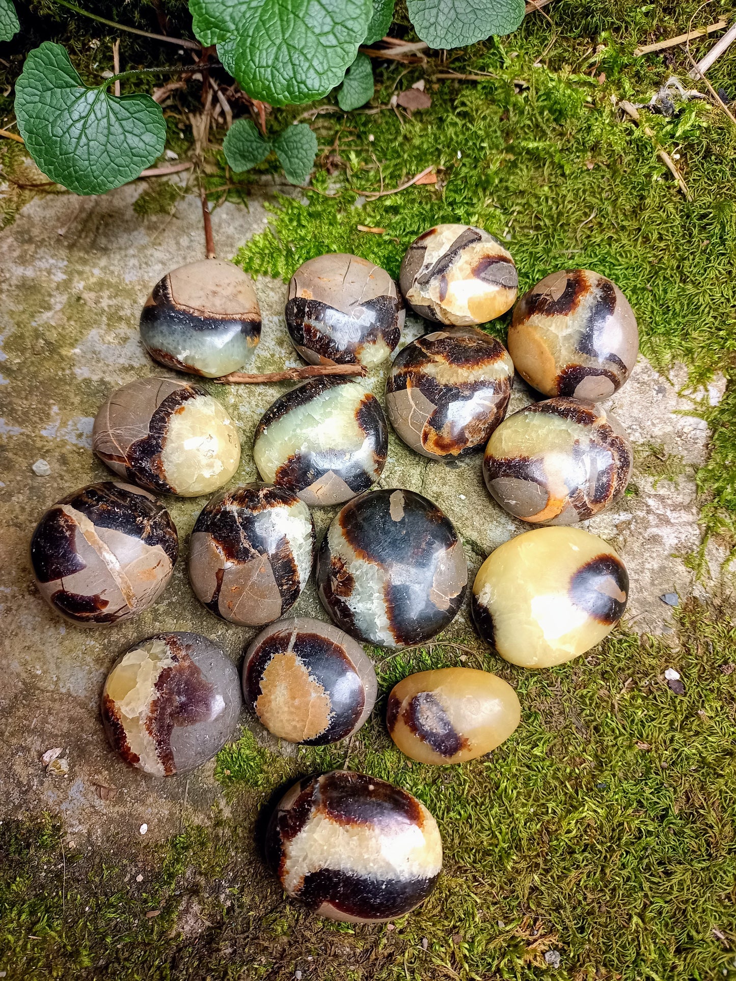 Pebble in Septaria - Dragon Stone