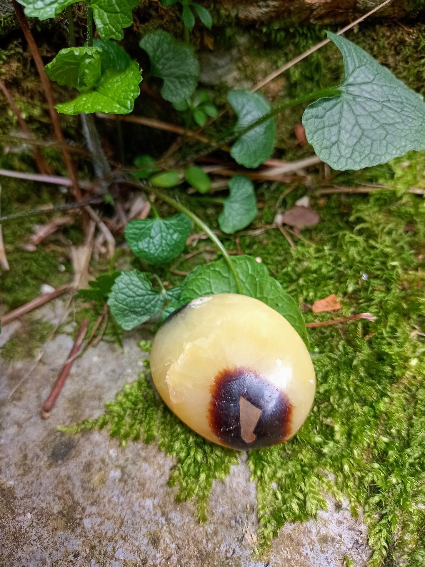 Pebble in Septaria - Dragon Stone
