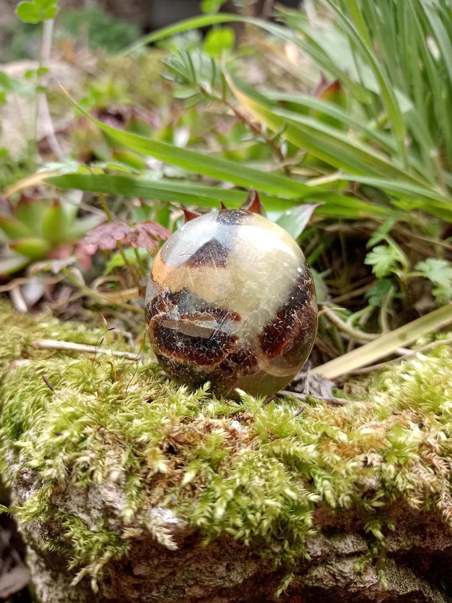 Pebble in Septaria - Dragon Stone