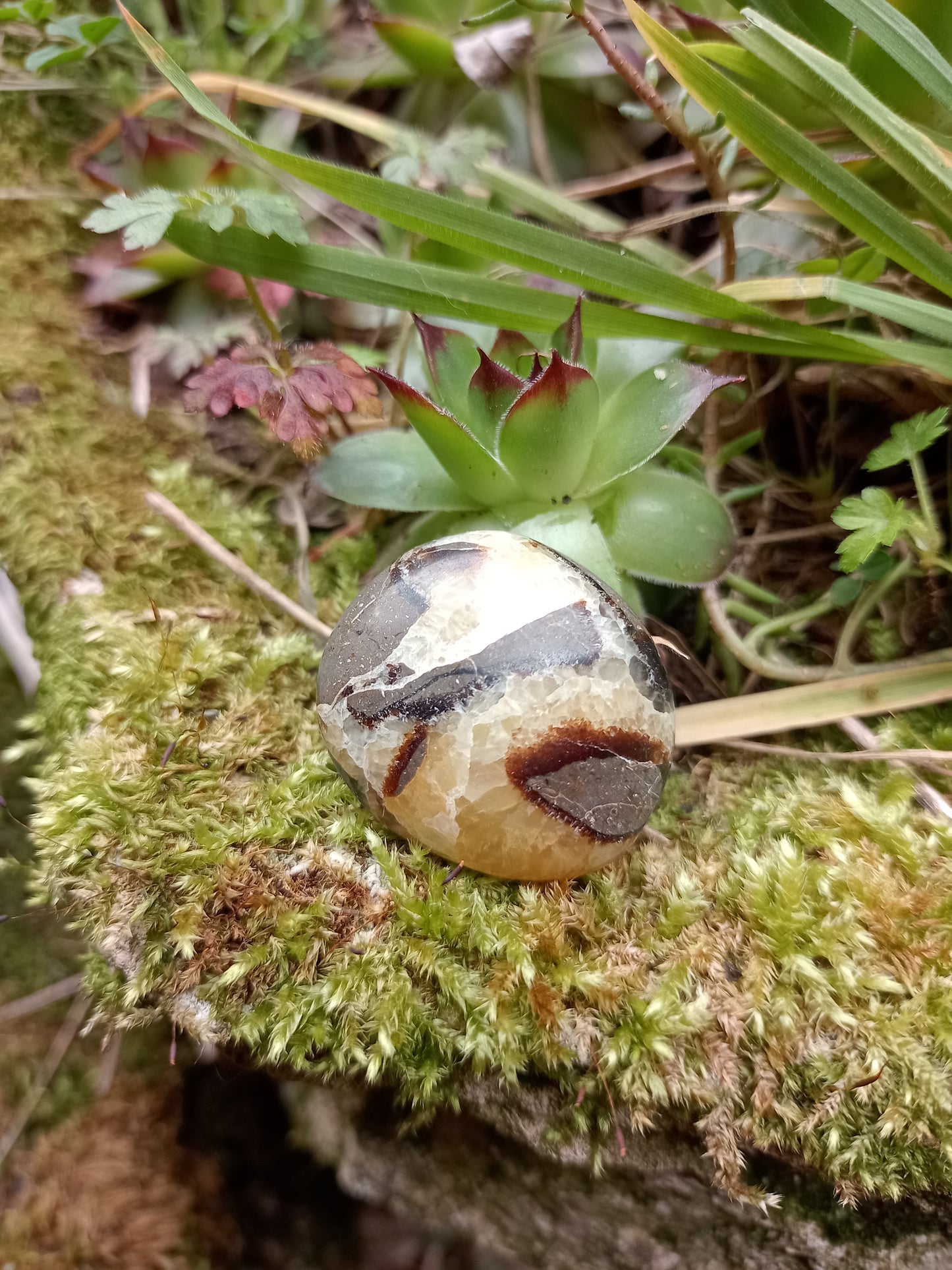 Pebble in Septaria - Dragon Stone