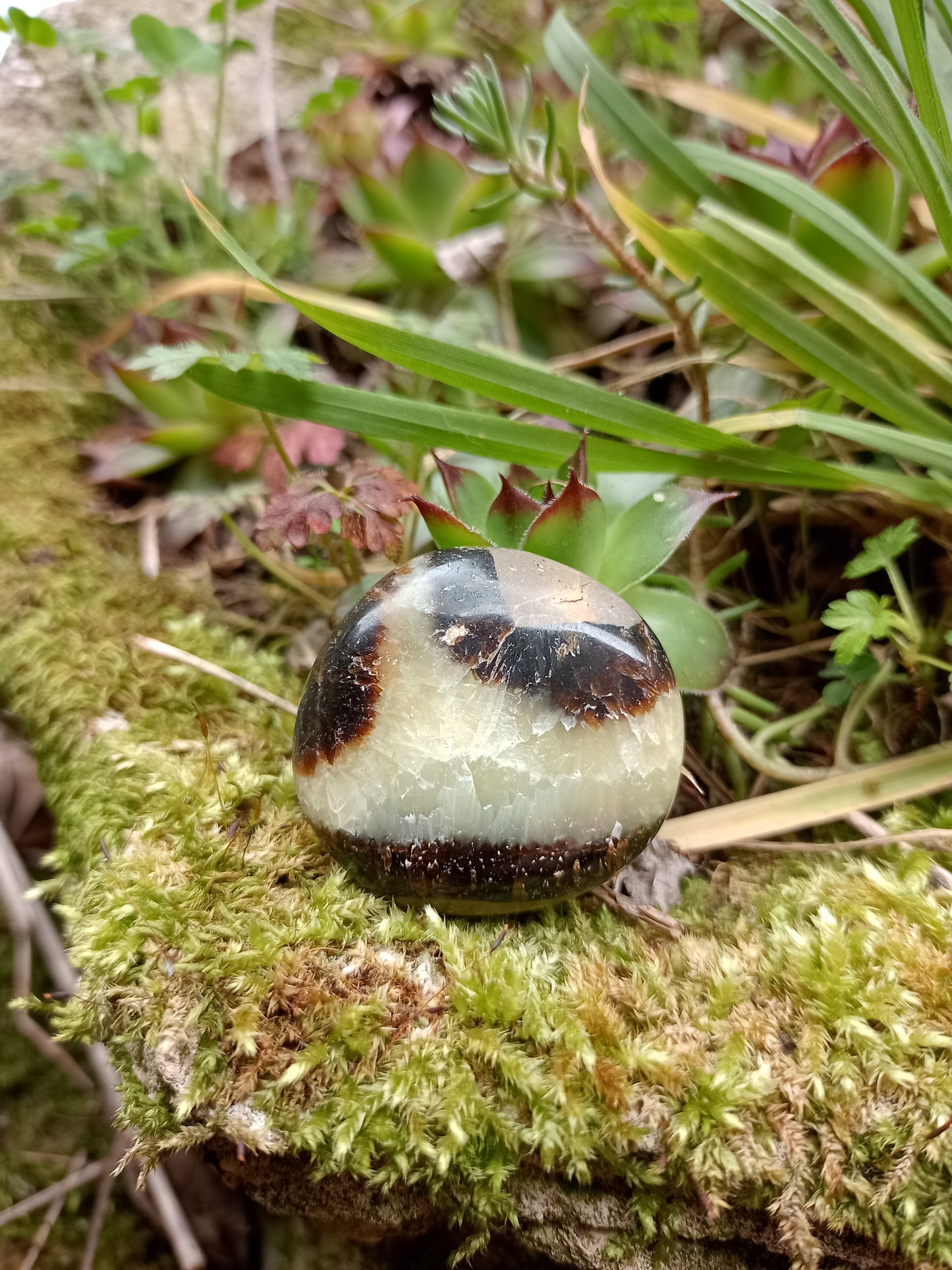 Pebble in Septaria - Dragon Stone