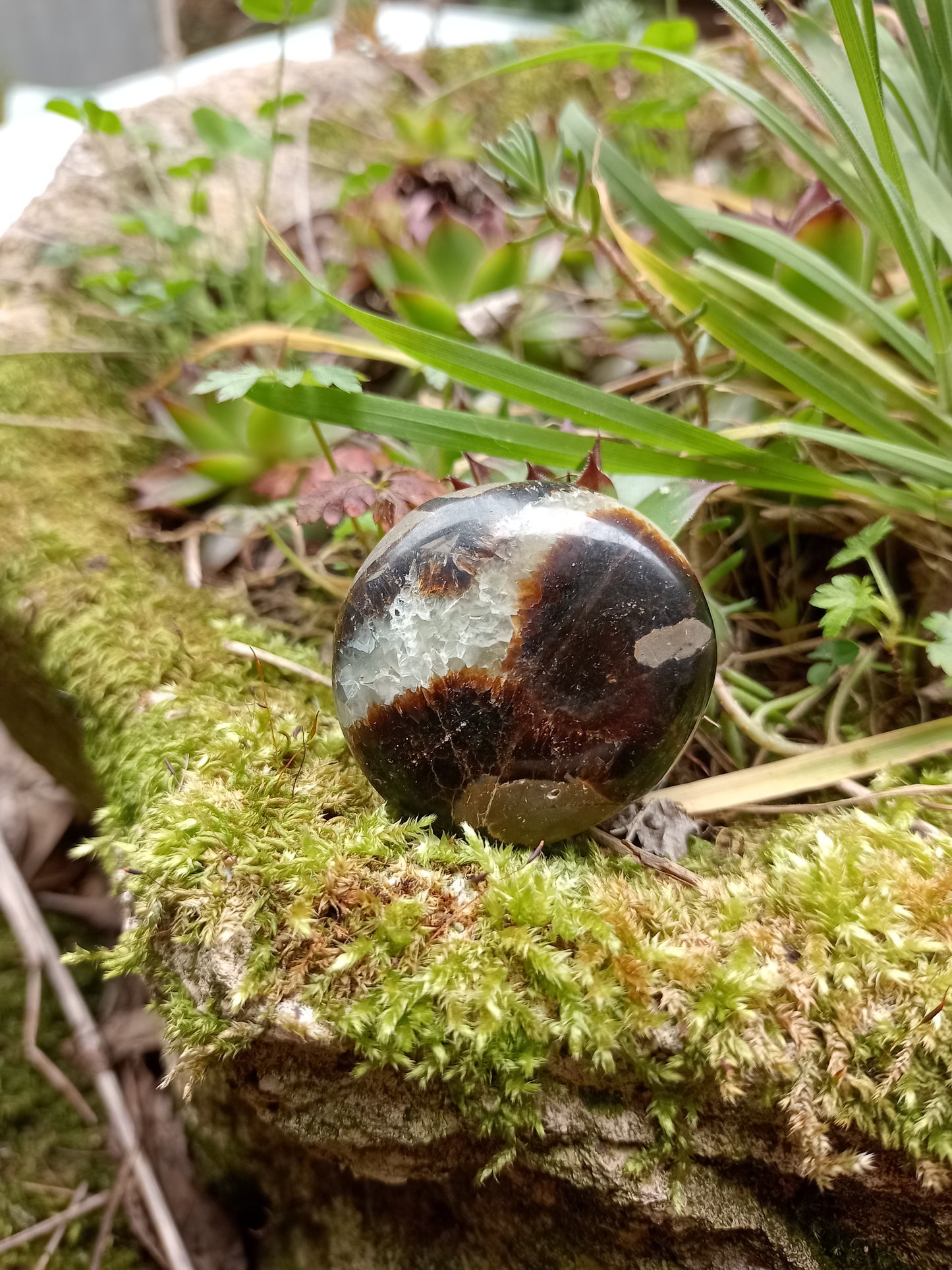 Pebble in Septaria - Dragon Stone