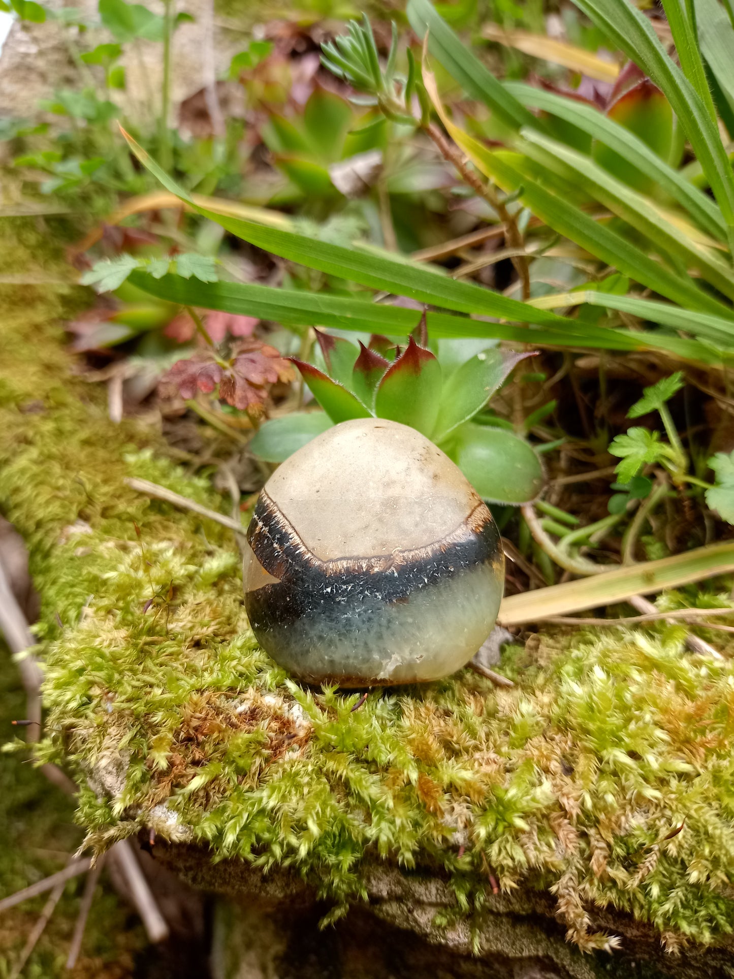 Pebble in Septaria - Dragon Stone