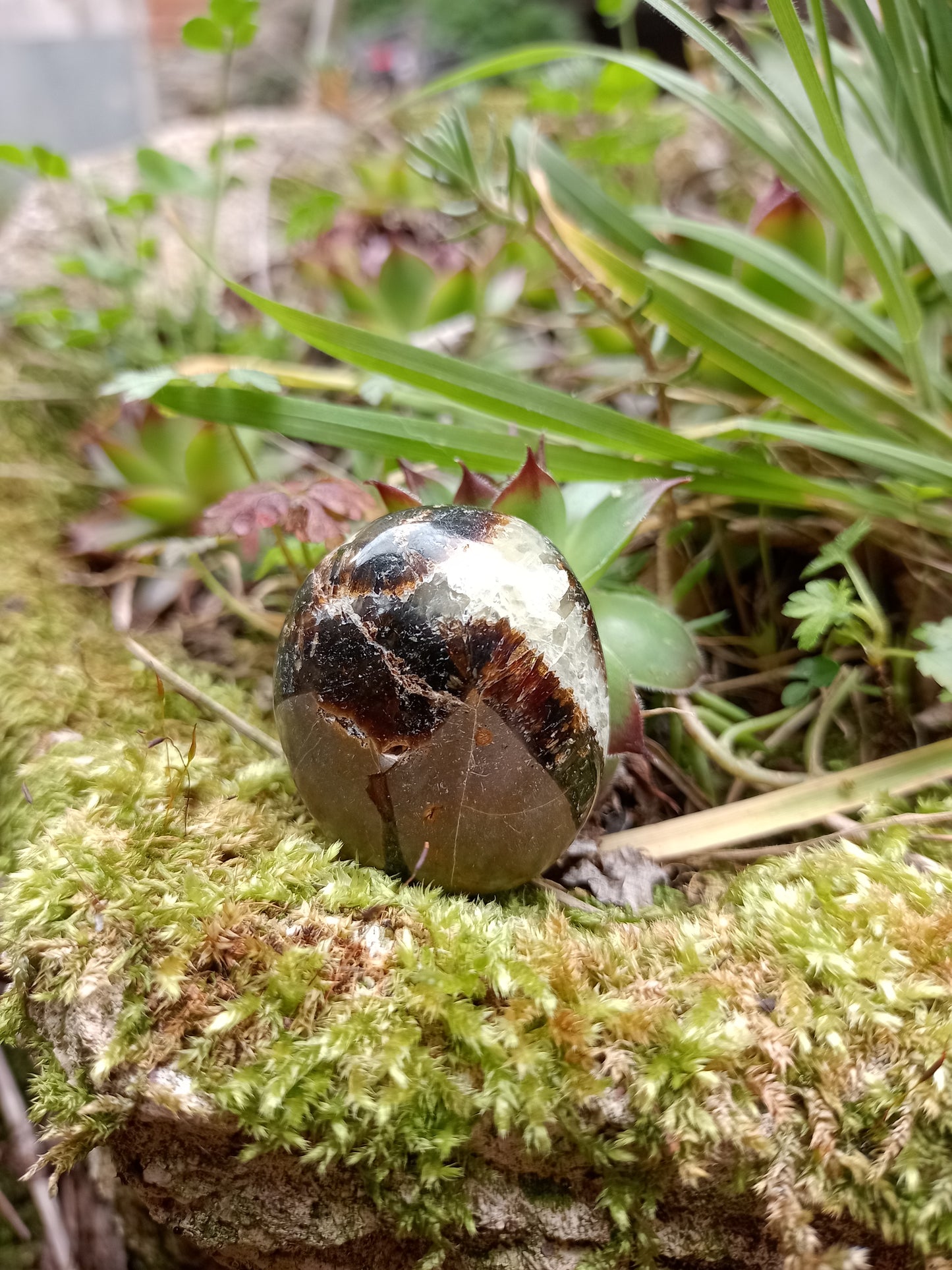 Pebble in Septaria - Dragon Stone