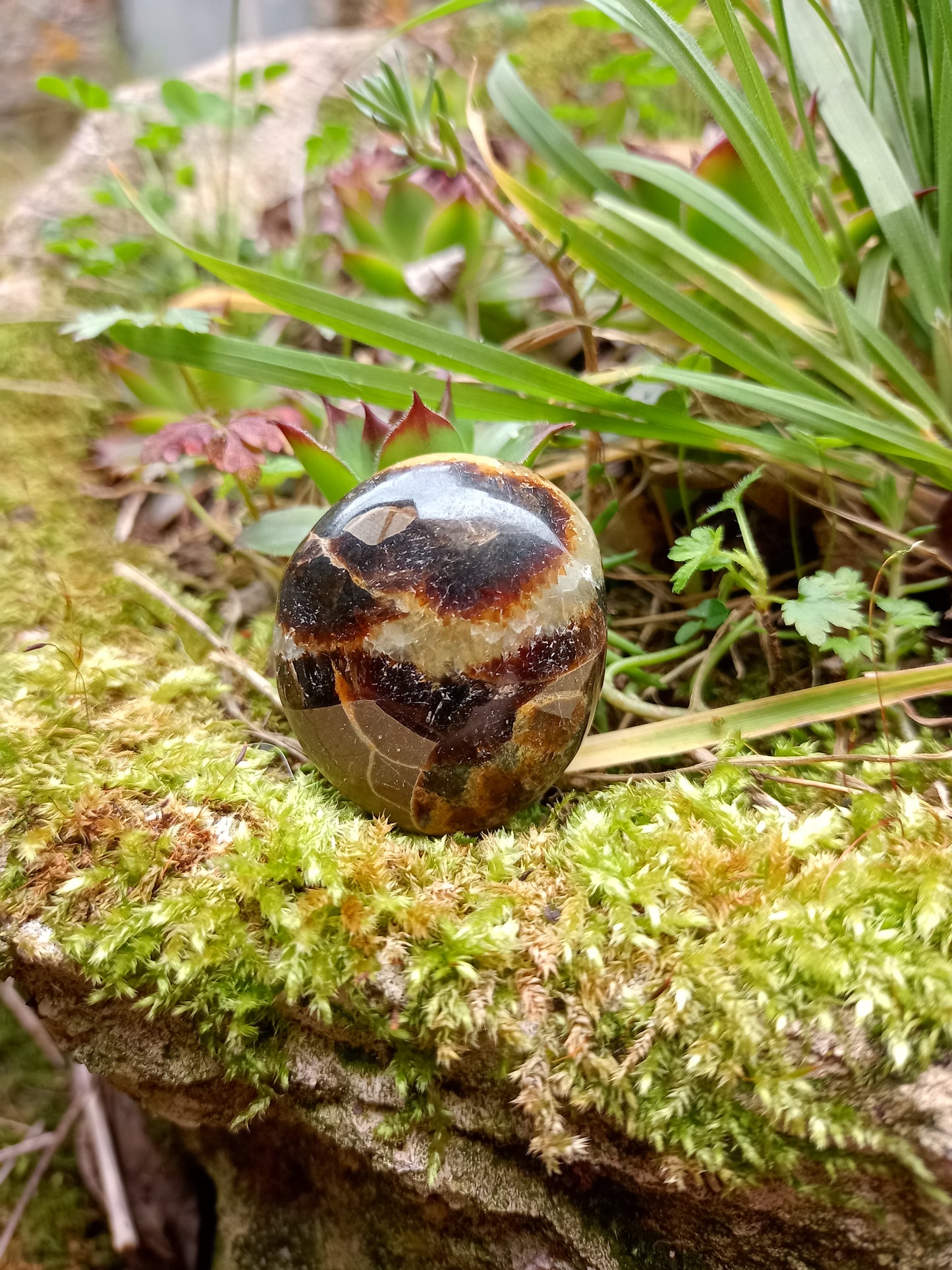 Pebble in Septaria - Dragon Stone