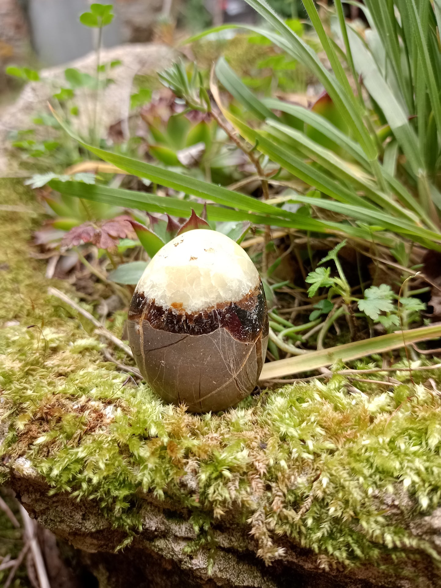 Pebble in Septaria - Dragon Stone