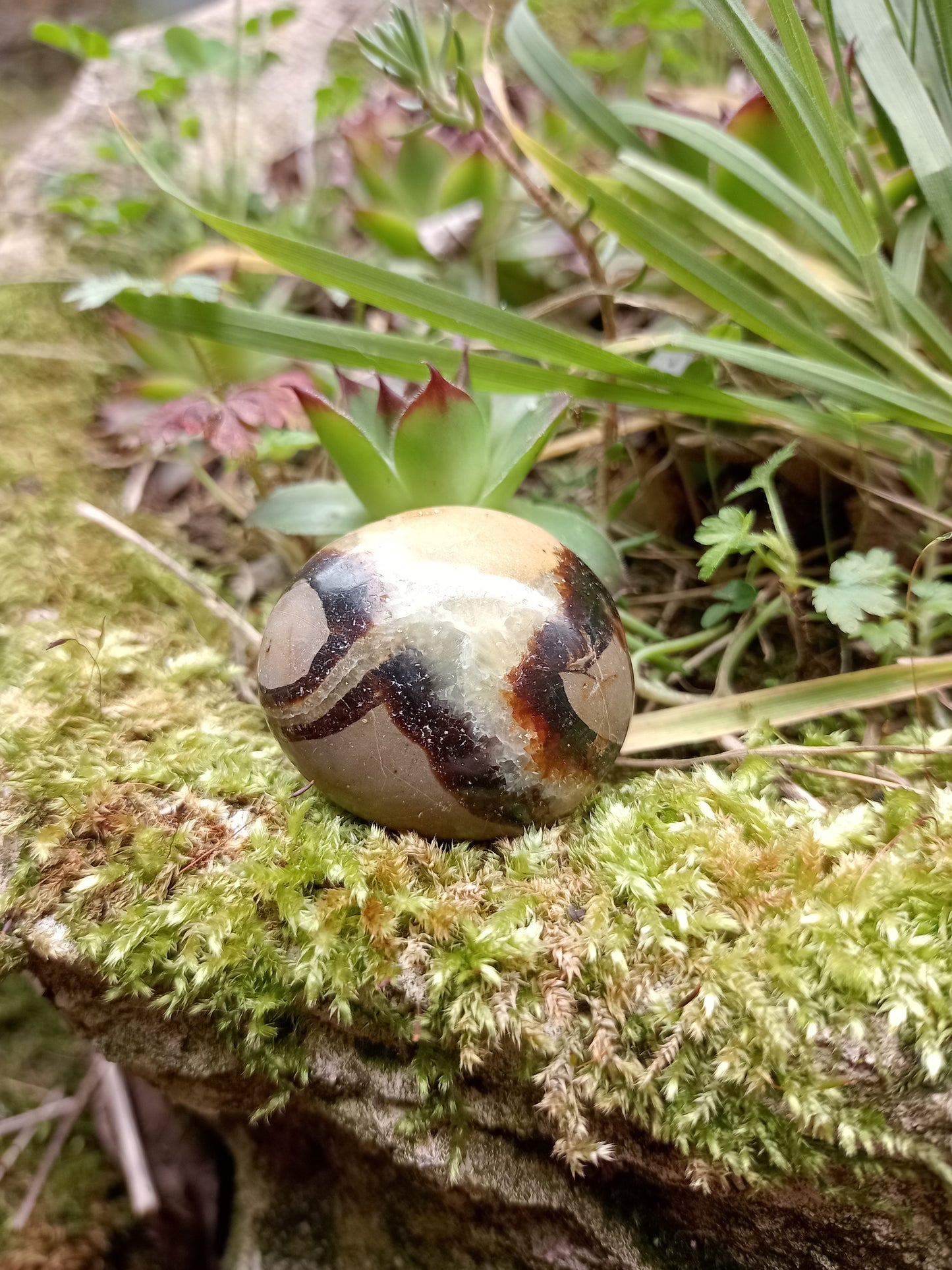 Pebble in Septaria - Dragon Stone