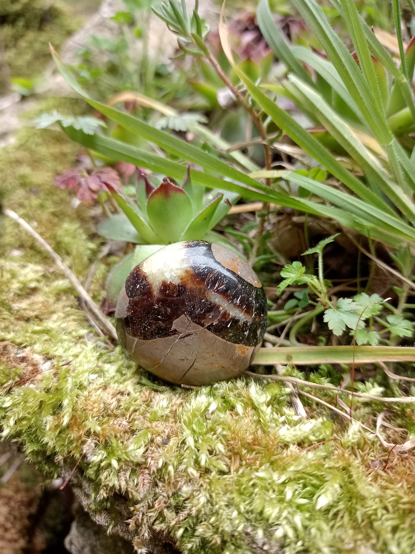 Pebble in Septaria - Dragon Stone