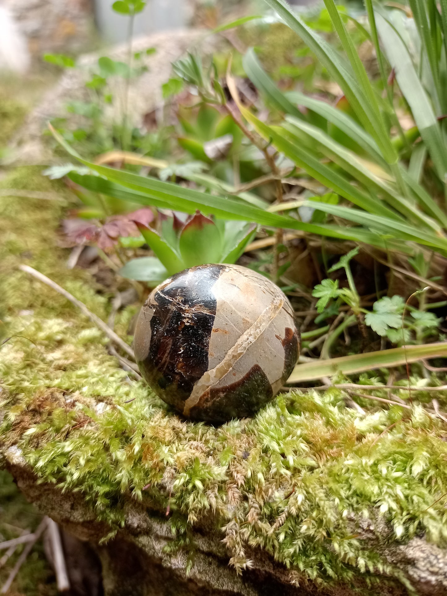 Pebble in Septaria - Dragon Stone