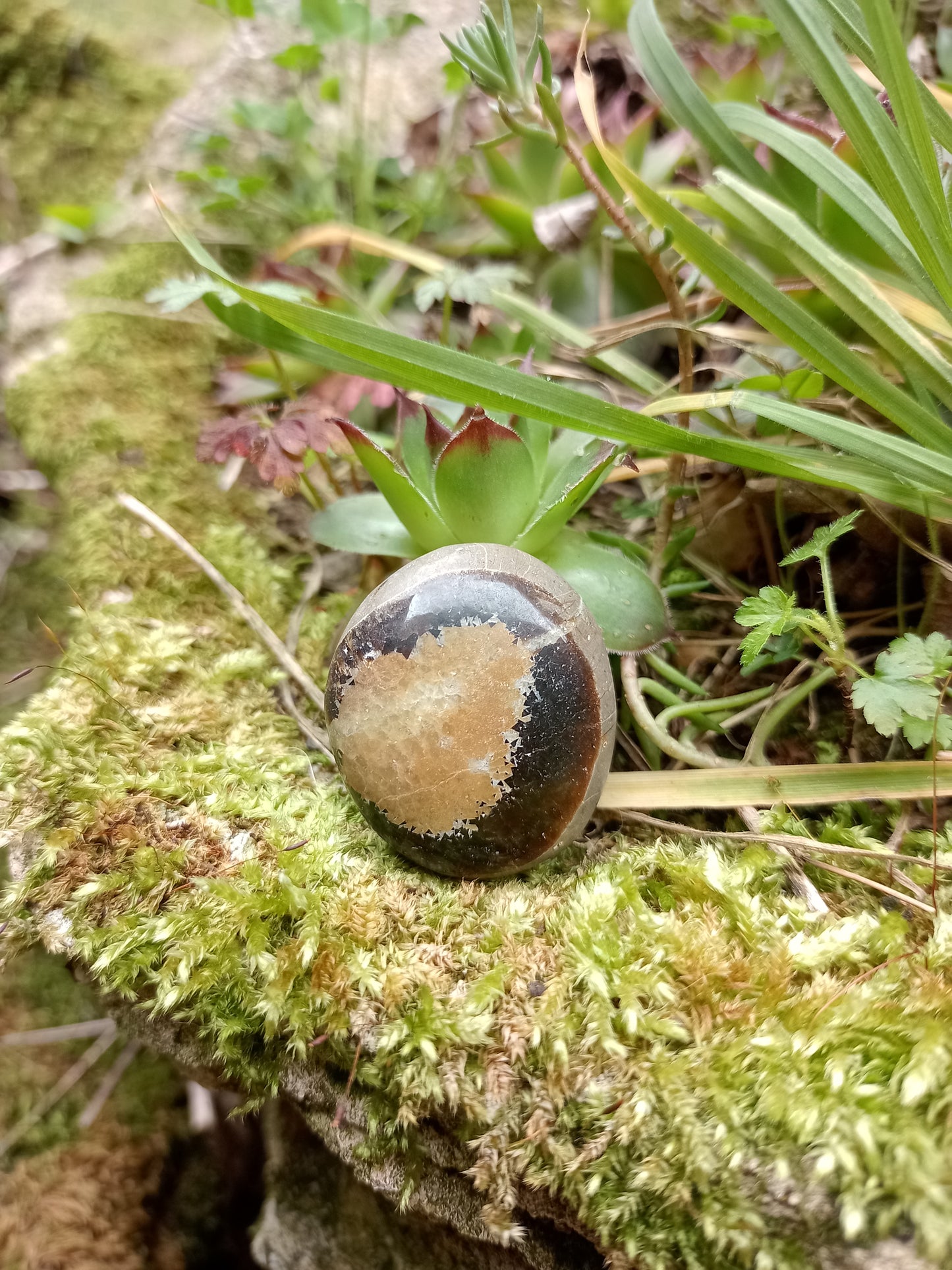 Pebble in Septaria - Dragon Stone