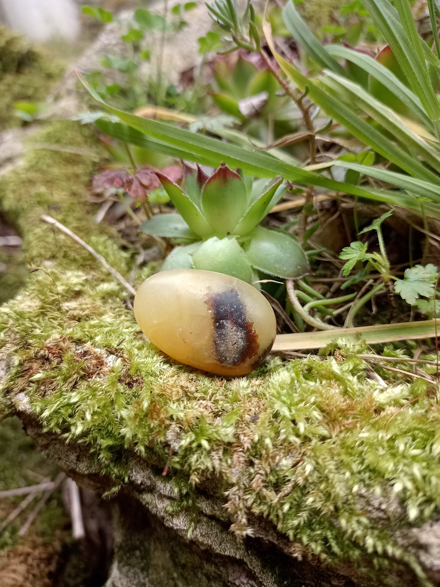 Pebble in Septaria - Dragon Stone