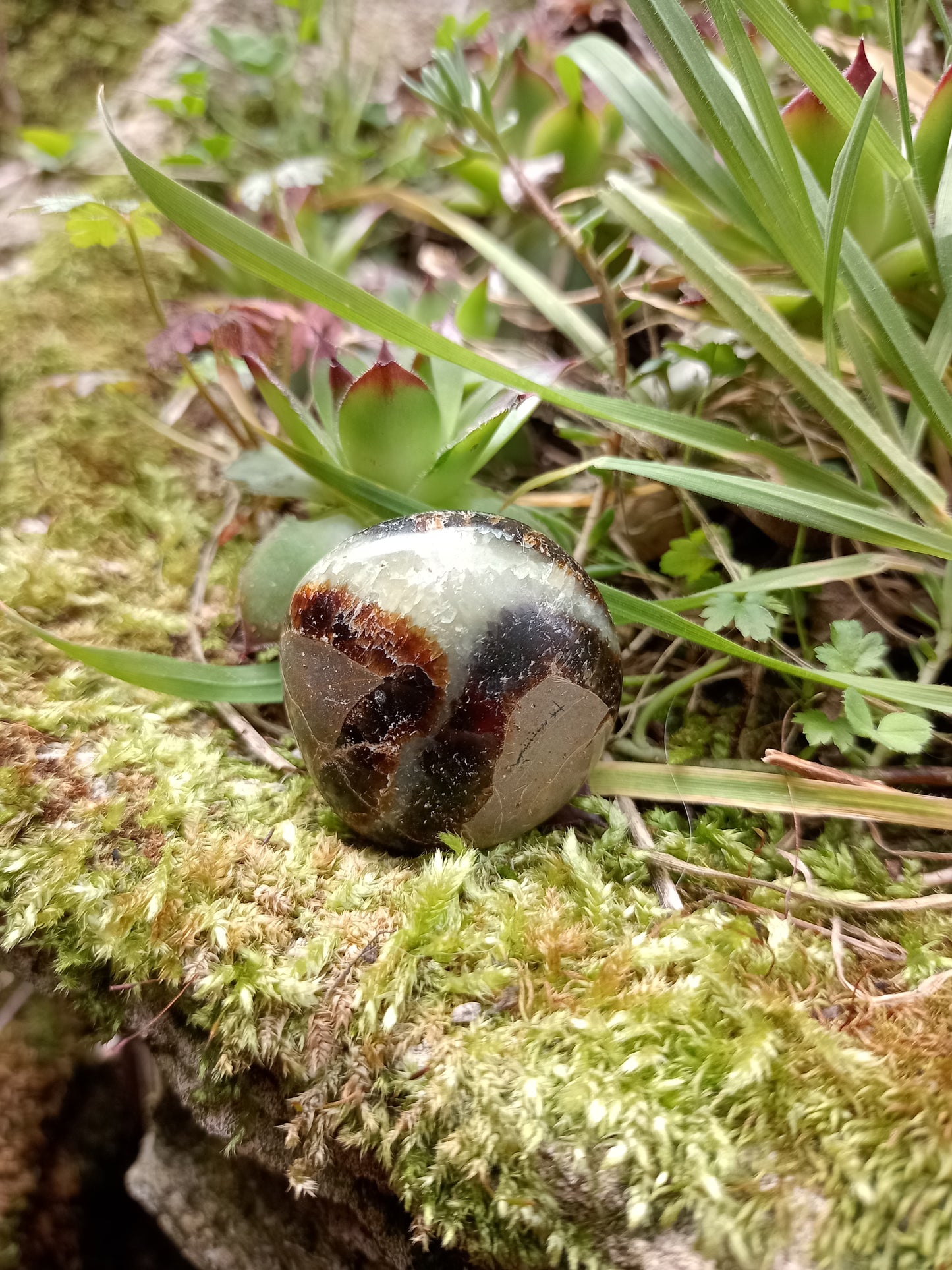 Pebble in Septaria - Dragon Stone