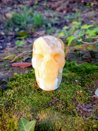 Crâne en Calcite Jaune - Miel